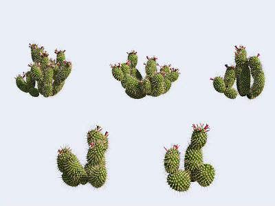 Multiple Green Cactus Bonsai Potted Plants With Spines And Red Blooms 3d model