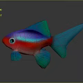 Colorful Tropical Fish With Red Body Blue Fins And Green Tail On Dark Background