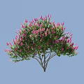 Beautiful Flowering Arbor With Pink Flowers And Green Leaves Against Blue Sky