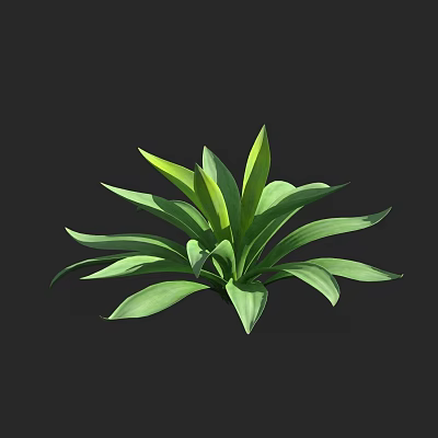 Green Leafy Succulent Plant With Broad Fleshy Leaves And Healthy Growth 3d model