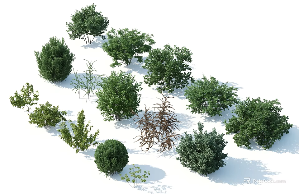 Various Types of Deciduous and Evergreen Arbor Trees in Landscape Garden 3d model 