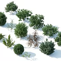 Various Types of Deciduous and Evergreen Arbor Trees in Landscape Garden