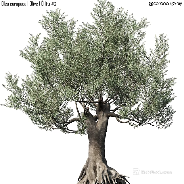 Realistic Olive Tree Decorative Ornament Set for Home Interior Decoration 3d model 