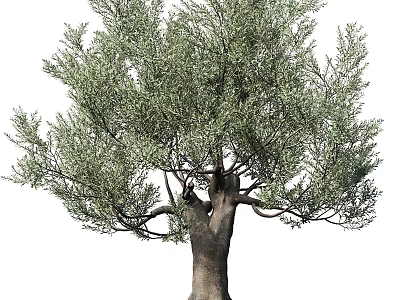 Realistic Olive Tree Decorative Ornament Set for Home Interior Decoration 3d model