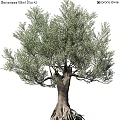 Realistic Olive Tree Decorative Ornament Set for Home Interior Decoration 3d model