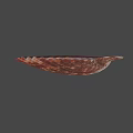 Brown And White Striped Fan Shaped Seashell With Ribbed Texture On Blue Background