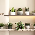 Indoor Potted Plants Arrangement With Various Greenery And Ceramic Pots On Marble Shelf Decor