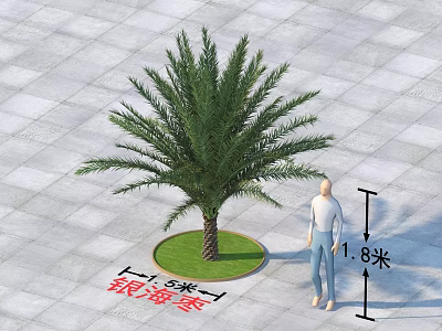 Silver Date Palm 1.8m Height 1.3m Base Diameter on Circular Green Area with Human Scale 3d model