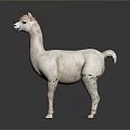 White Llama Standing On Gray Background With Fluffy Fur And Alert Posture