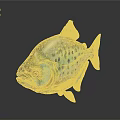 Colorful Spotted Fish With Red Eyes And Metallic Sheen On Dark Background