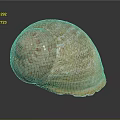 Decorative Ornament Set with Orange Yellow Textured Seashell for Home Decor on Dark Background