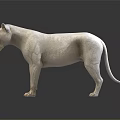 Detailed Animal Anatomical Medical Device Models for Medical Education with Skeletal Muscular Structures