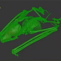 Detailed Golden Animal Skeleton Displaying Bone Organs And Skeletal Structure