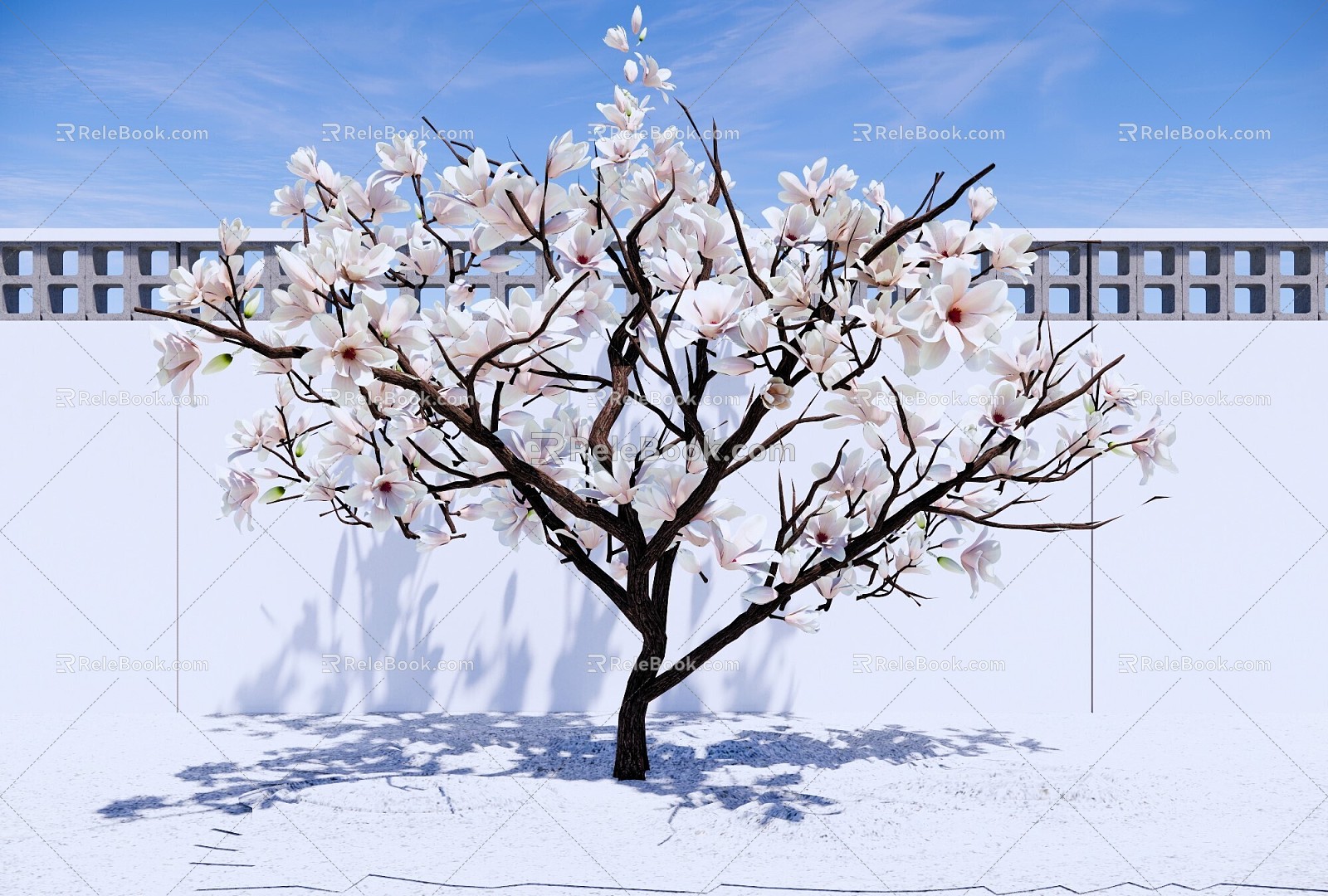 Arbor Magnolia Tree Erqiao Magnolia Garden Garden Landscape Tree Modeling Flower Tree model