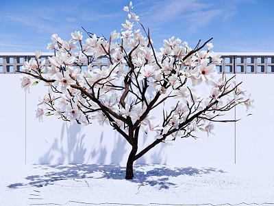 Arbor Magnolia Tree Erqiao Magnolia Garden Landscape Tree Modeling Flower Tree model