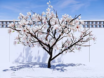 Arbor Magnolia Tree Erqiao Magnolia Garden Landscape Tree Modeling Flower Tree 3d model