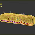 Skin Structure 3D Model Showing Yellow Outer Layer Red Blue Vessels And Hair Like Structures