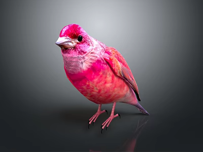 Vibrant Pink Bird with Red Head and Feathers Standing on Dark Surface Against Gray Background 3d model
