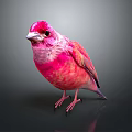 Vibrant Pink Bird with Red Head and Feathers Standing on Dark Surface Against Gray Background