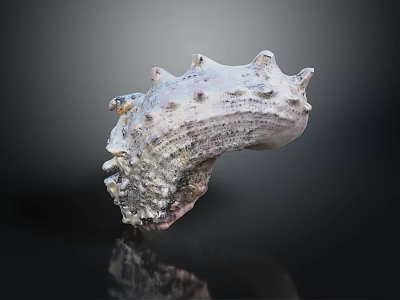 Spiky Conch Shell With Textured Surface And Grayish White Color On Black Background 3d model