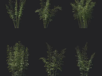 Various Bamboo Plants Showing Different Green Foliage and Stems in Natural Forms 3d model