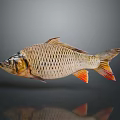 Scaled Brown Fish With Orange Fins Isolated On Dark Background With Reflection