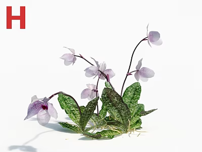 Elegant Blooming Orchid Flowers With Purple Petals And Green Spotted Leaves 3d model