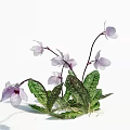 Elegant Blooming Orchid Flowers With Purple Petals And Green Spotted Leaves