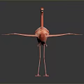 Graceful Red Flamingo Standing With Spread Wings Against Black Background