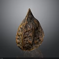 Single Whole Brown Walnut With Natural Textured Shell And Smooth Reflection 3d model