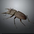 Reddish Brown Beetle with Large Mandibles and Slender Legs on Gray Background 3d model