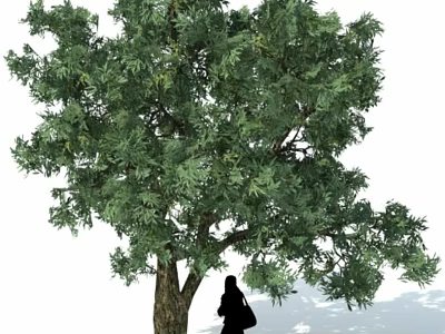 Tall Arbor Featuring Lush Green Foliage And Thick Trunk In Outdoor Setting With Person 3d model