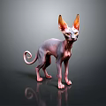 Hairless Sphynx Cat with Large Ears and Curled Tail Standing on Black Reflective Surface