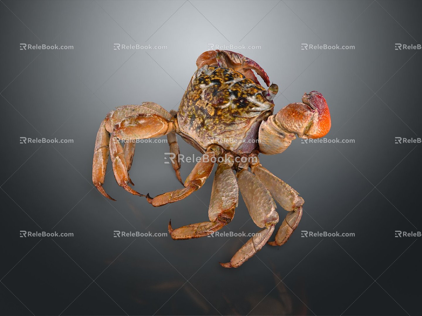 crab sea crab river crab hairy crab bread crab hermit crab big crab small crab marine animal fish 3d model