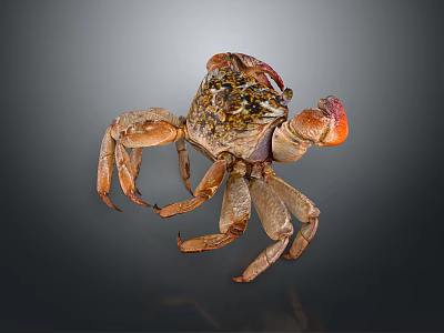 Brown Aquatic Crab With Extended Claws And Detailed Shell Texture Design 3d model