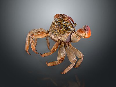 crab sea crab river crab hairy crab bread crab hermit crab big crab small crab marine animal fish 3d model