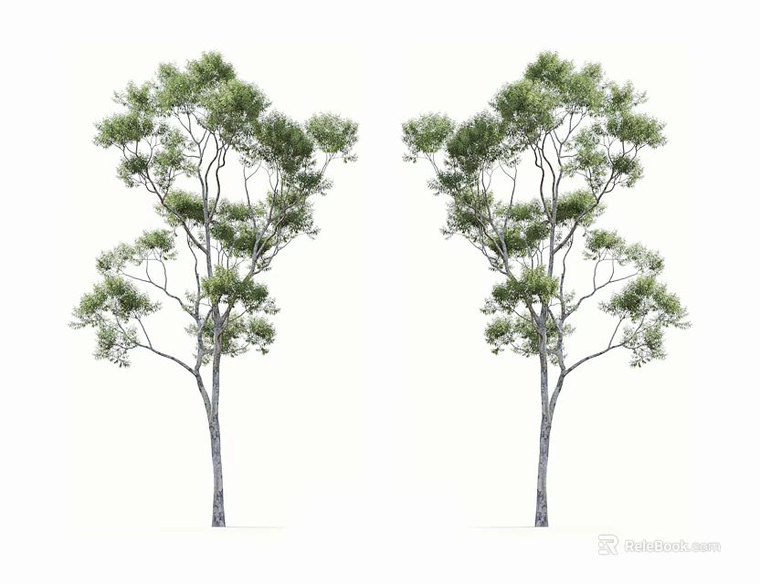 Two Arbor Trees With Green Foliage And Straight Trunks On White Background 3d model 