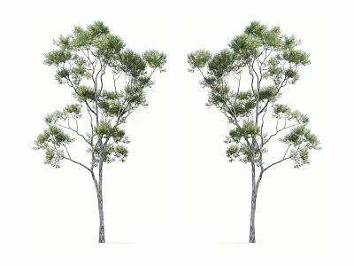 Two Arbor Trees With Green Foliage And Straight Trunks On White Background 3d model