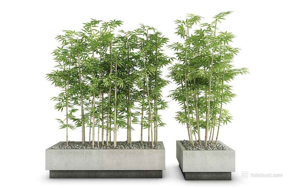 Bonsai Bamboo Plants In Square Concrete Planters For Indoor Outdoor Decor 3d model 