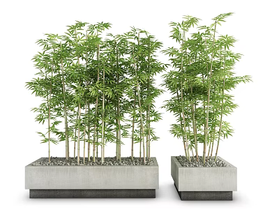 Bonsai Bamboo Plants In Square Concrete Planters For Indoor Outdoor Decor 3d model