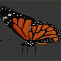 Monarch Butterfly With Orange And Black Wings White Spots And Reflection On Gray Background