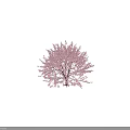 Lush Pink Flowering Tree With Abundant Blossoms And Human Figure Isolated On Black Background
