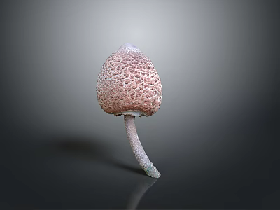 Fresh Healthy Edible Mushroom With Porous Pink Cap And White Stem 3d model