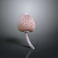 Fresh Healthy Edible Mushroom With Porous Pink Cap And White Stem