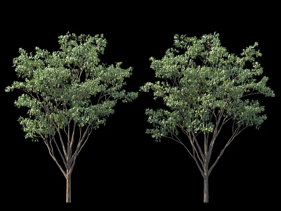 Two Green Leaf Trees with Lush Branches and Brown Trunks Against Black Background 3d model