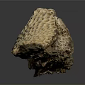 Coral Polyps Create Intricate Natural Skeleton Structure With Calcium Carbonate Texture