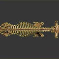 Golden Horned Animal Skeleton With Detailed Bone Structure And Metallic Finish On Gray Background