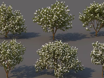 Multiple Flowering Arbor Trees With White Blossoms And Green Foliage 3d model