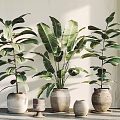 Leafy Tropical Potted Plants In Ceramic Pots For Sunlit Indoor Corner