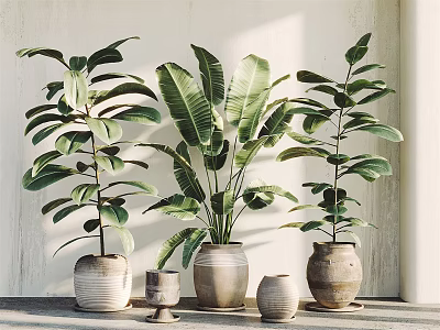 Leafy Tropical Potted Plants In Ceramic Pots For Sunlit Indoor Corner 3d model